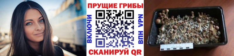 хочу   Кириши  Галлюциногенные грибы ЛСД 